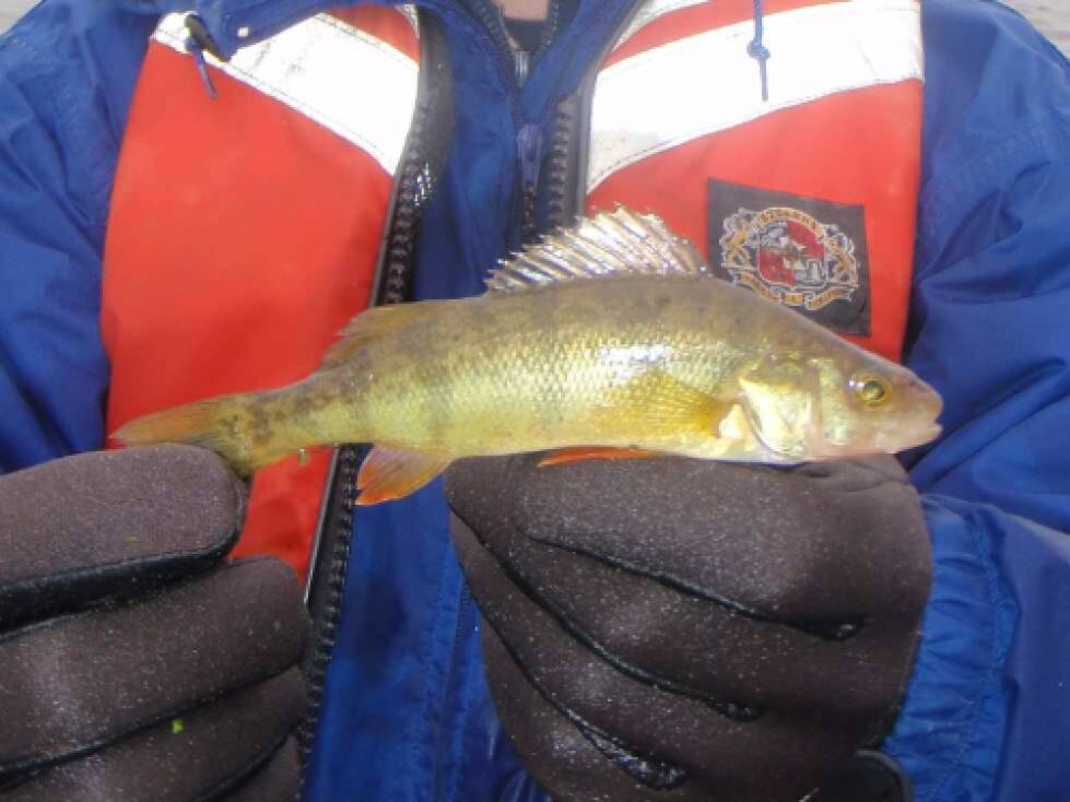 Yellow perch